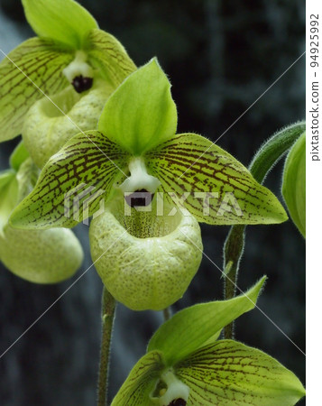 Paphiopedilum malioponse Paphiopedilum malioponse 94925992