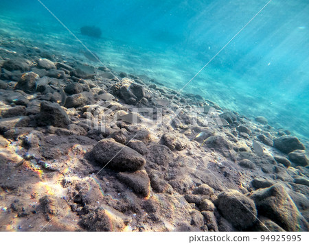 Shoal of Sargos or White Seabream swimming at the coral reef in the Red Sea, Egypt.. Shoal of Sargos or White Seabream swimming at the coral reef in the Red Sea, Egypt.. 94925995