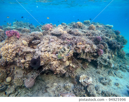 Big Broomtail wrasse (Cheilinus lunulatus) at coral reef.. Big Broomtail wrasse (Cheilinus lunulatus) at coral reef.. 94925996