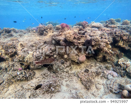 Underwater life of reef with corals and tropical fish. Coral Reef at the Red Sea, Egypt. Underwater life of reef with corals and tropical fish. Coral Reef at the Red Sea, Egypt. 94925997