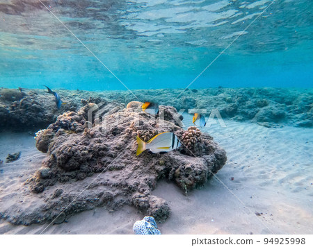 Doublebar bream (acanthopagrus bifasciatus) at the Red Sea coral reef.. Doublebar bream (acanthopagrus bifasciatus) at the Red Sea coral reef.. 94925998