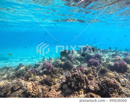 Naso annulatus fish known as Whitemargin Unicorn fish on his coral reef in the Red Sea, Egypt.. 94926000