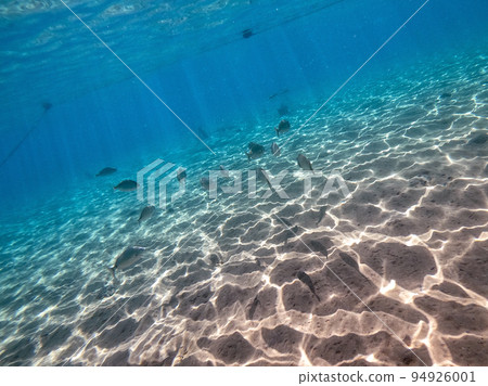 Shoal of Sargos or White Seabream swimming at the coral reef in the Red Sea, Egypt.. 94926001