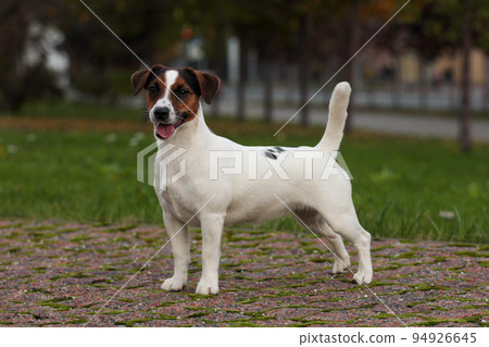 Jack Russell Terrier outdoors 94926645