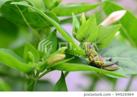 一隻蝗蟲棲息在一片葉子上 一隻蝗蟲棲息在一片葉子上 94926964