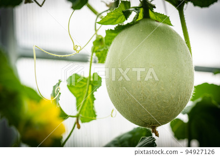 Fresh melons plants 94927126