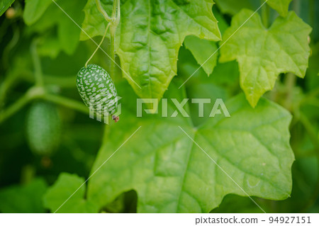 Melothria scabra. American cucumber 94927151