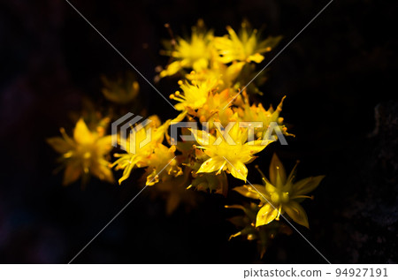 Sedum susanae Hamet, a bouquet of yellow wild flowers, Doi Luang Chiang Dao, Chiang Mai, Thailand. Sedum susanae Hamet, a bouquet of yellow wild flowers, Doi Luang Chiang Dao, Chiang Mai, Thailand. 94927191