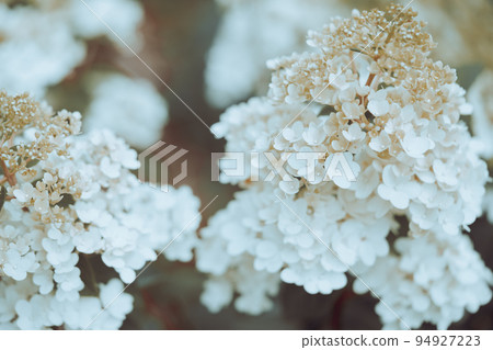white hydrangea flowers 94927223