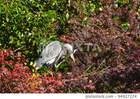 Let's make a gray heron in the autumn park 94927224