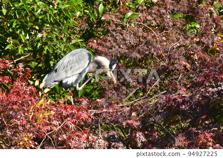 A gray heron menacing in an autumn park 94927225