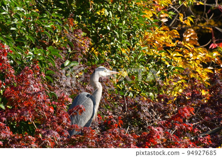 休息在秋天公園的一隻灰色蒼鷺 94927685
