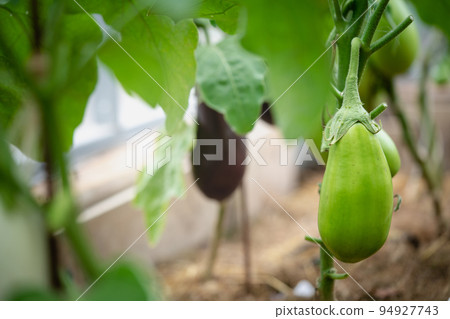 Close-up Eggplant plant Close-up Eggplant plant 94927743