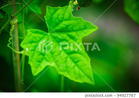 Melothria scabra. American cucumber 94927767