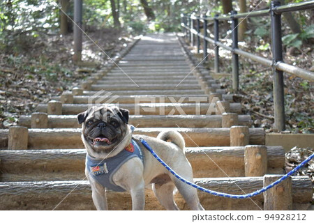 Pug climbs Mount Konpira 94928212