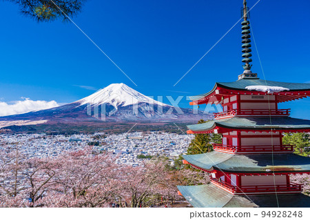 (Yamanashi Prefecture) Mt. Fuji seen from Japanese beauty, cherry blossoms and snow, Nii Kurayama Asama Park 94928248