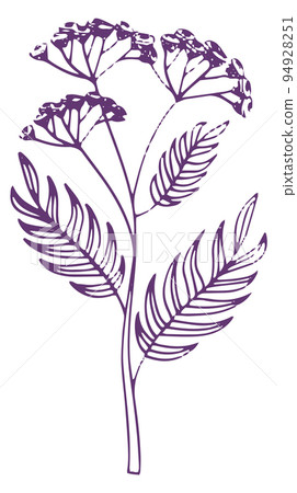 Yarrow plant. Botanical illustration. Medical herb drawing 94928251