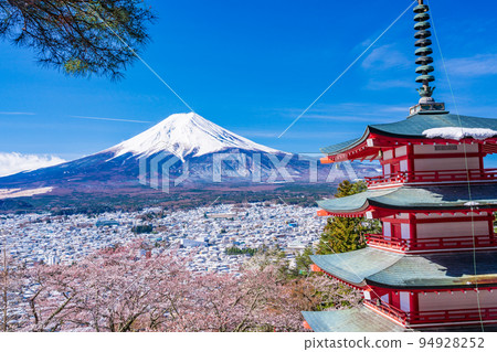 (Yamanashi Prefecture) Mt. Fuji seen from Japanese beauty, cherry blossoms and snow, Nii Kurayama Asama Park 94928252