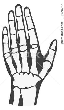 Human palm bones. Finger phalanges. Hand anatomy Human palm bones. Finger phalanges. Hand anatomy 94928264