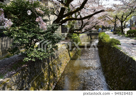 日本京都府京都市銀閣寺附近的哲學之道 櫻花盛開、溪流和長廊 日本京都府京都市銀閣寺附近的哲學之道 櫻花盛開、溪流和長廊 94928483