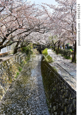 Kyoto City, Kyoto Prefecture, Japan Philosopher's Walk near Ginkakuji Temple Cherry blossoms in full bloom and a stream A flower raft with scattered cherry blossom petals flowing on the water surface Kyoto City, Kyoto Prefecture, Japan Philosopher's Walk near Ginkakuji Temple Cherry blossoms in full bloom and a stream A flower raft with scattered cherry blossom petals flowing on the water surface 94928524
