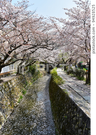 Kyoto City, Kyoto Prefecture, Japan Philosopher's Walk near Ginkakuji Temple Cherry blossoms in full bloom and a stream A flower raft with scattered cherry blossom petals flowing on the water surface 94928525