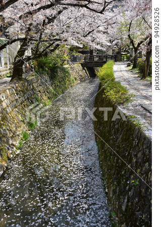 Kyoto City, Kyoto Prefecture, Japan Philosopher's Walk near Ginkakuji Temple Cherry blossoms in full bloom and a stream A flower raft with scattered cherry blossom petals flowing on the water surface Kyoto City, Kyoto Prefecture, Japan Philosopher's Walk near Ginkakuji Temple Cherry blossoms in full bloom and a stream A flower raft with scattered cherry blossom petals flowing on the water surface 94928526