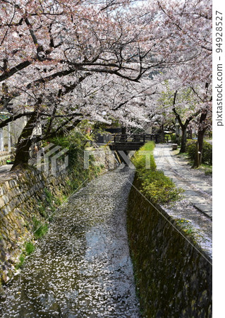 Kyoto City, Kyoto Prefecture, Japan Philosopher's Walk near Ginkakuji Temple Cherry blossoms in full bloom and a stream A flower raft with scattered cherry blossom petals flowing on the water surface 94928527