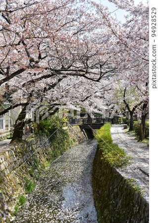 日本京都府京都市銀閣寺附近的哲學之道 盛開的櫻花和溪流 水面上散落著櫻花花瓣的花筏 94928529