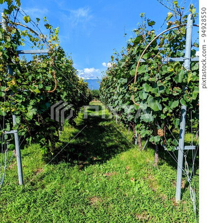 山梨葡萄園 94928550