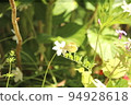 Monsieur root 94928618