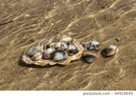 Common cockles, edible saltwater clams, underwater on seabed Common cockles, edible saltwater clams, underwater on seabed 94928649