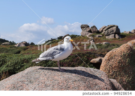 Boulders on the Pink Granite Coast in Brittany with gull 94928654