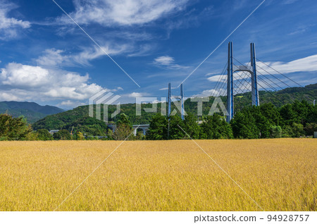 Tomei Ashigara Bridge and autumn rice fields Tomei Ashigara Bridge and autumn rice fields 94928757