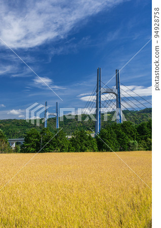 Tomei Ashigara Bridge and autumn rice fields 94928758
