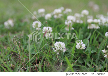 the multicolored flowerbed on a lawn, the nature background 16 April 2011 the multicolored flowerbed on a lawn, the nature background 16 April 2011 94928984