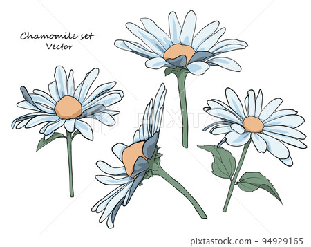 Floral set of daisies. A set for drawing up flower arrangements for decoration, design of postcards, textiles, paper, prints, fabrics, etc. Vector graphics. Floral set of daisies. A set for drawing up flower arrangements for decoration, design of postcards, textiles, paper, prints, fabrics, etc. Vector graphics. 94929165