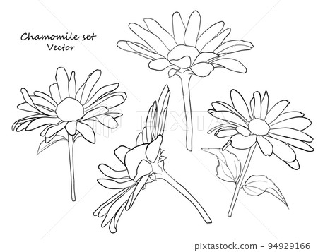 Floral contour set of daisies. A set for drawing up flower arrangements for decoration, design of postcards, textiles, paper, prints, fabrics, etc. Vector graphics. Floral contour set of daisies. A set for drawing up flower arrangements for decoration, design of postcards, textiles, paper, prints, fabrics, etc. Vector graphics. 94929166