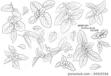 Set of twigs, leaves and berries. Hand-drawn graphics in black and white style. A sketch for drawing. Vector graphics Set of twigs, leaves and berries. Hand-drawn graphics in black and white style. A sketch for drawing. Vector graphics 94929168