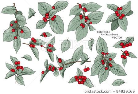 Berry set of twigs and red berries. Drawn elements for decoration, design, decoration, fabrics, textiles, stickers and more. Berry set of twigs and red berries. Drawn elements for decoration, design, decoration, fabrics, textiles, stickers and more. 94929169