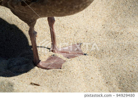 detail of paws of a seagull on nantucket island sandy beach atlantic ocean detail of paws of a seagull on nantucket island sandy beach atlantic ocean 94929480