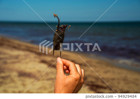 stingray shark egg on atlantic ocean shore of nantucket island 94929484