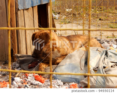 Stray Dog Behind Fence In Animal Shelter  94930114