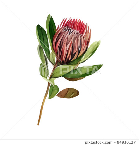 Colorful protea watercolor vector illustration in trendy style. Vector illustration design. Watercolor style texture. Colorful protea watercolor vector illustration in trendy style. Vector illustration design. Watercolor style texture. 94930127