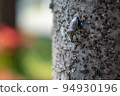 stink bug sucking tree sap 94930196