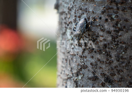 stink bug sucking tree sap 94930196