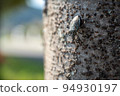 stink bug sucking tree sap 94930197
