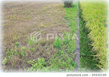 The result of spraying herbicide on weeds in a residential area with great care so that the droplets do not reach the rice in the rice field (illustration style) The result of spraying herbicide on weeds in a residential area with great care so that the droplets do not reach the rice in the rice field (illustration style) 94930199