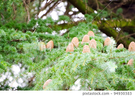 Cradle of Himalayan Cedar 94930383