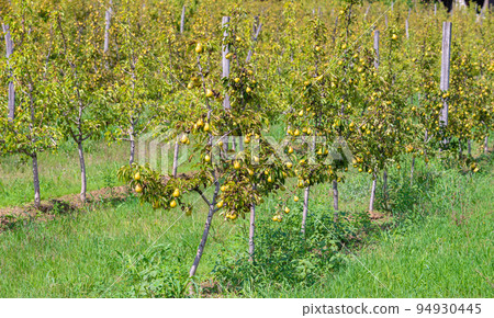 View of rows of growing pear orchard trees on a plantation in Europe Serbia 94930445